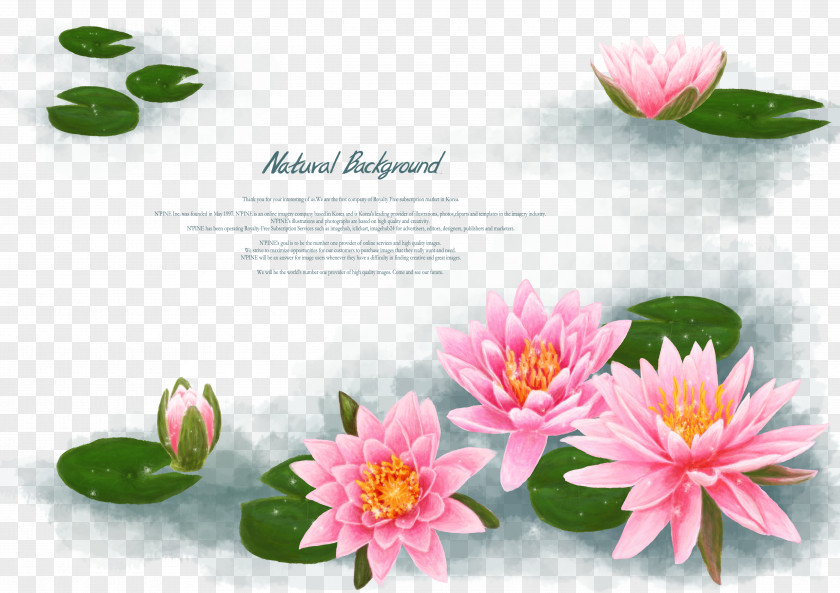 China Wind Creative Background Lotus Pond Le Bassin Aux Nymphxe9as Egyptian Nelumbo Nucifera Flower Wallpaper PNG