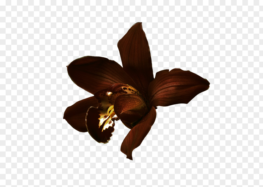 Flower Lossless Compression Data PNG