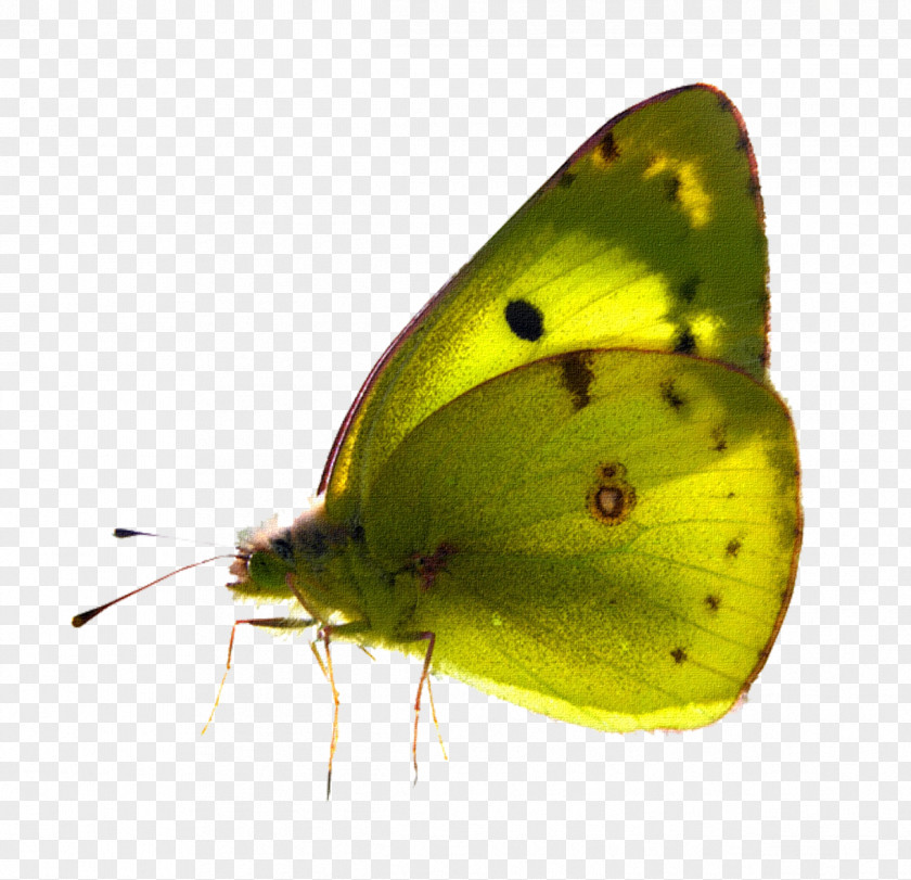 Gurdwara Butterfly Desktop Wallpaper Pollinator Clip Art PNG