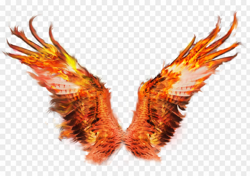 Phoenix Fire Wings Sacramento Drawing Art PNG