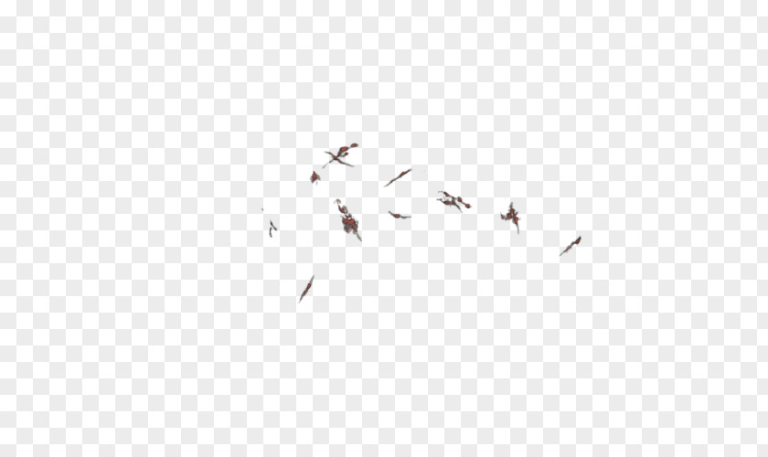 Scars Bird Migration Wing Sky Font PNG