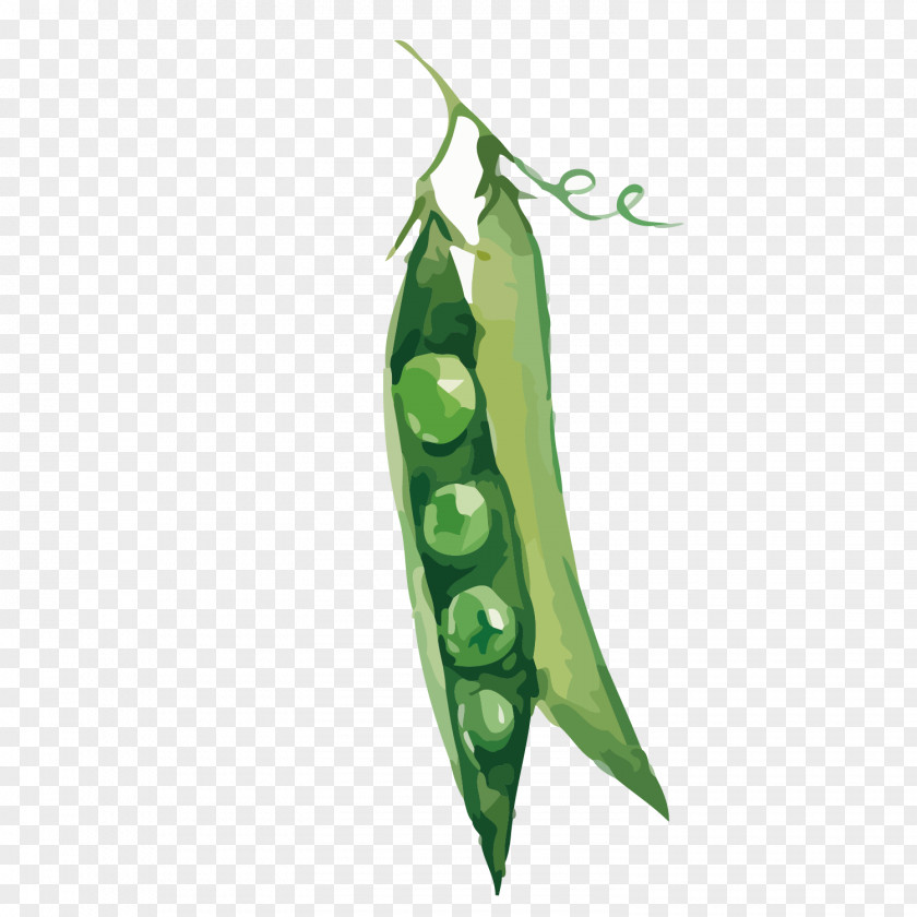 Vector Green Pea Pod Illustration Snow Bean Euclidean Vegetable PNG