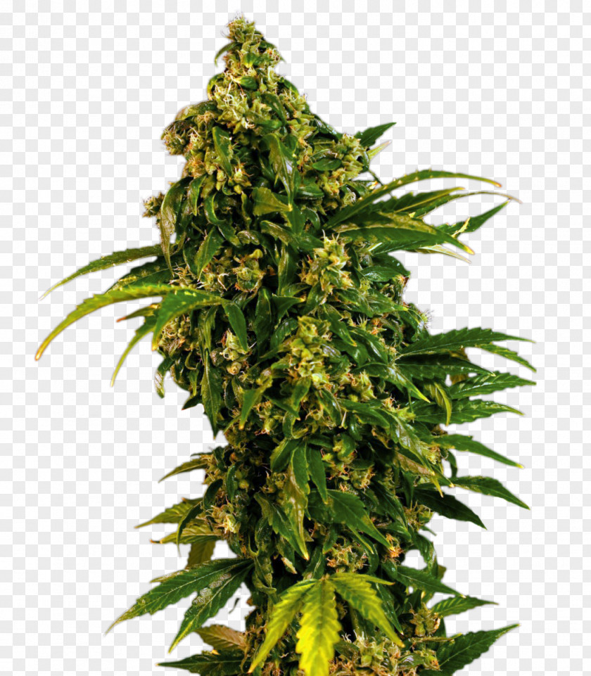 Cannabis Marijuana Sativa Skunk Seed Feminized PNG