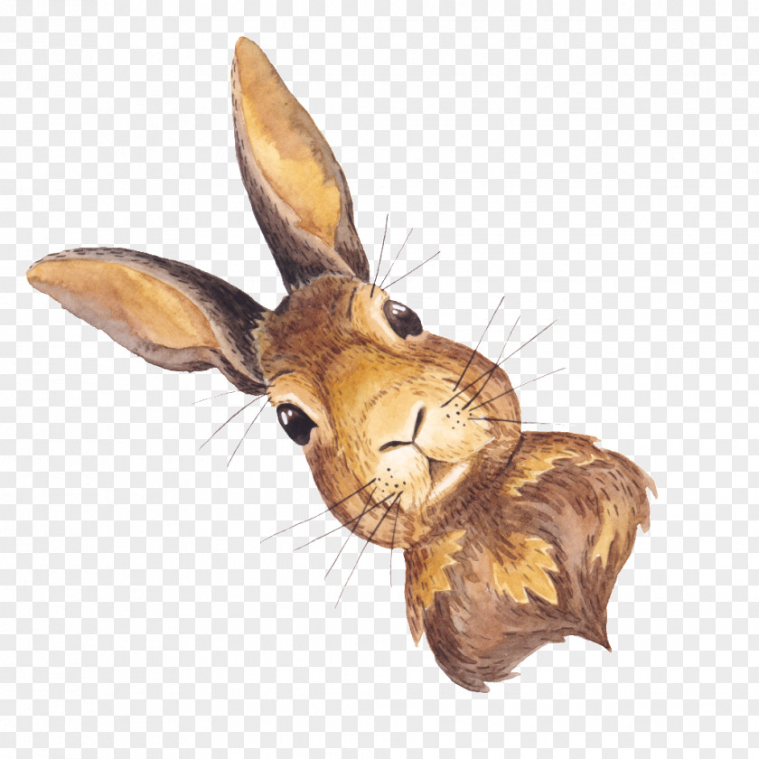 Cute Rabbit Domestic Hare PNG