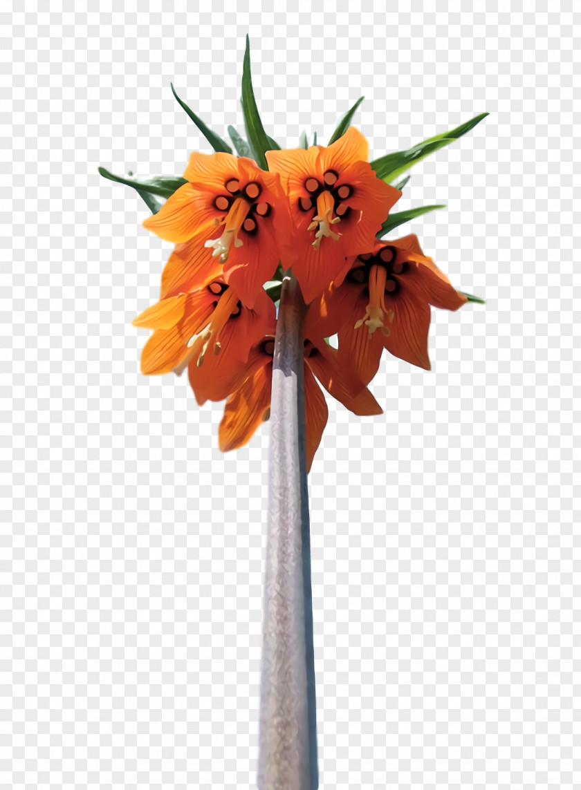 Floral Design PNG