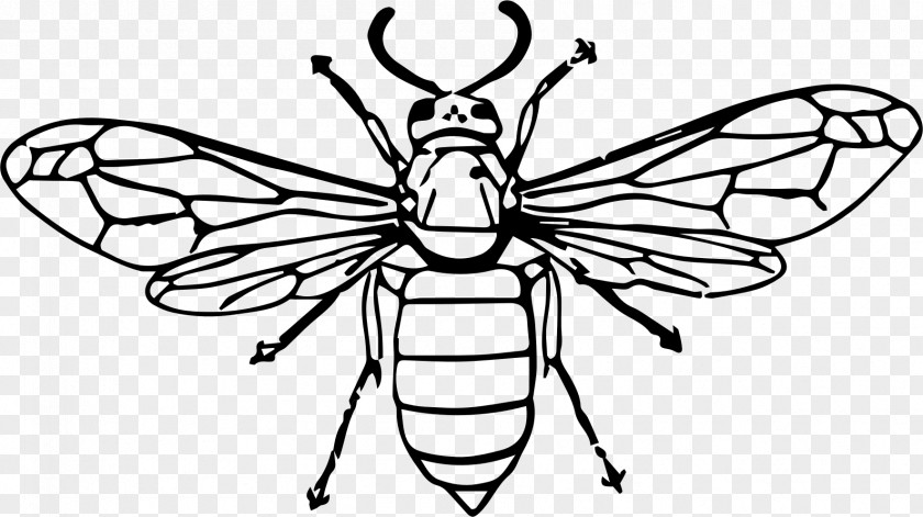 Wasp Insect Bee Line Art Clip PNG
