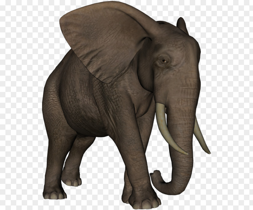 Dieren Indian Elephant African Elephantidae Tusk Animal PNG