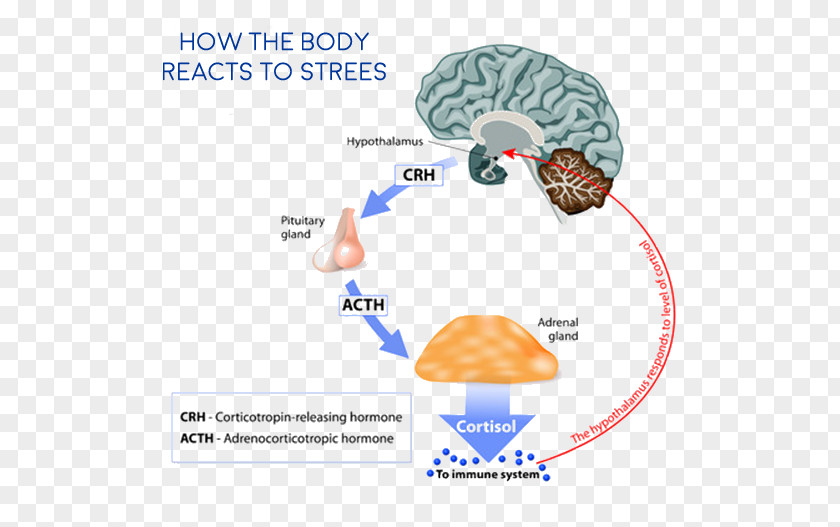 Health Cortisol Adrenal Gland Hormone Cortex Hypothalamic–pituitary–adrenal Axis PNG