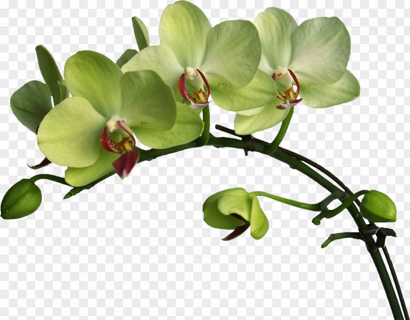 Orchid Moth Orchids Plant Flower Verbascum Densiflorum PNG