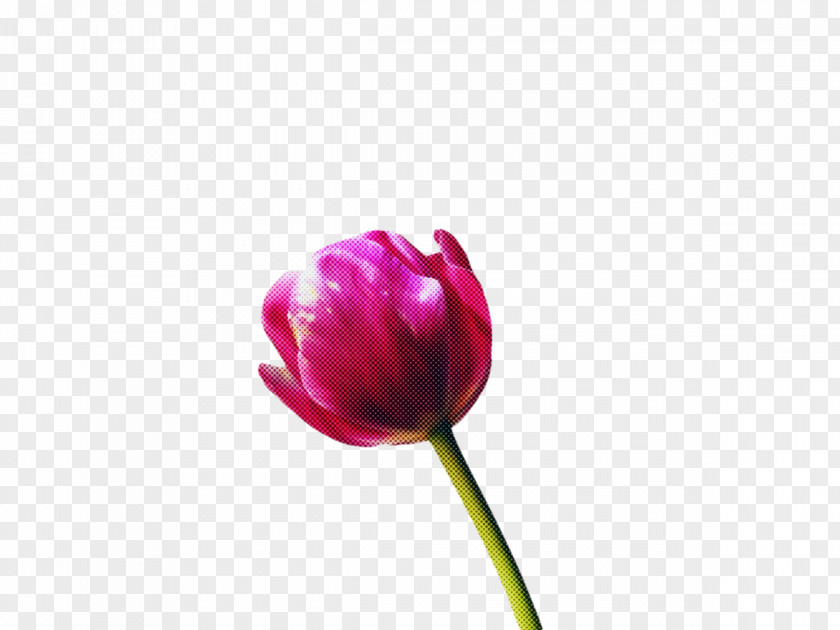 Plant Stem Cut Flowers Tulip Bud Flower PNG