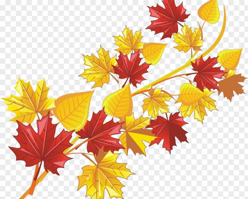 Beautiful Maple Leaf PNG