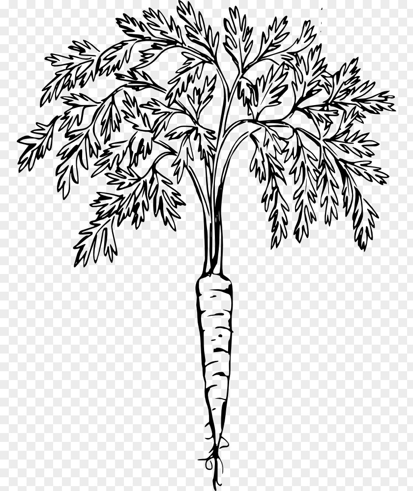 Heracleum Plant Twig Flower Line Art PNG