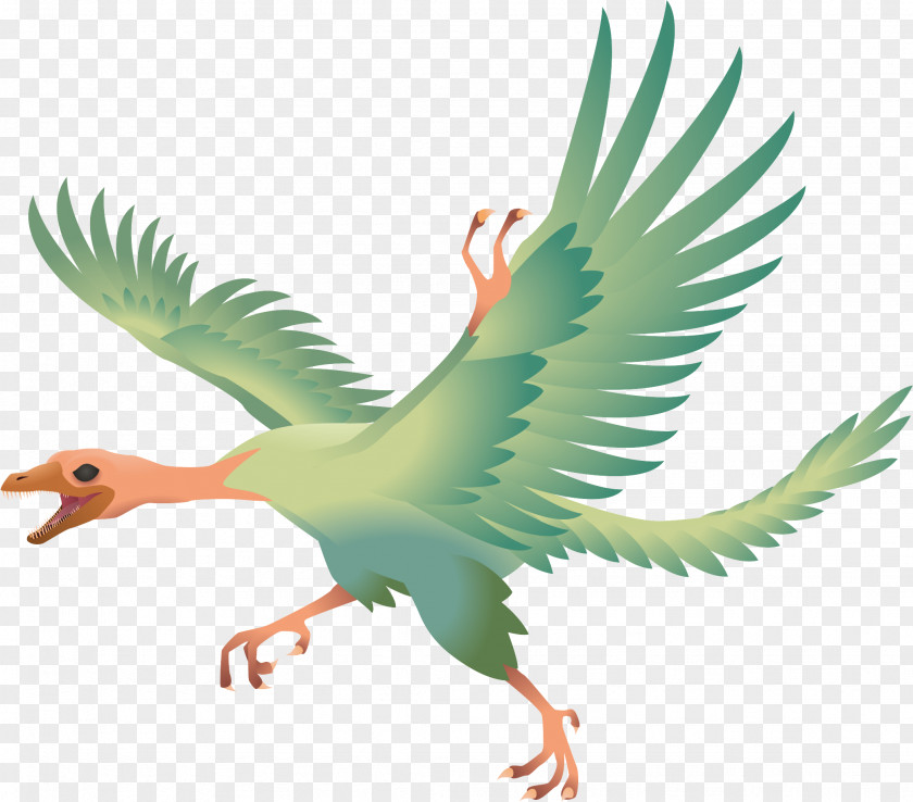 Professional Vector Archaeopteryx Bird Compsognathus Jeholornis Dinosaur PNG