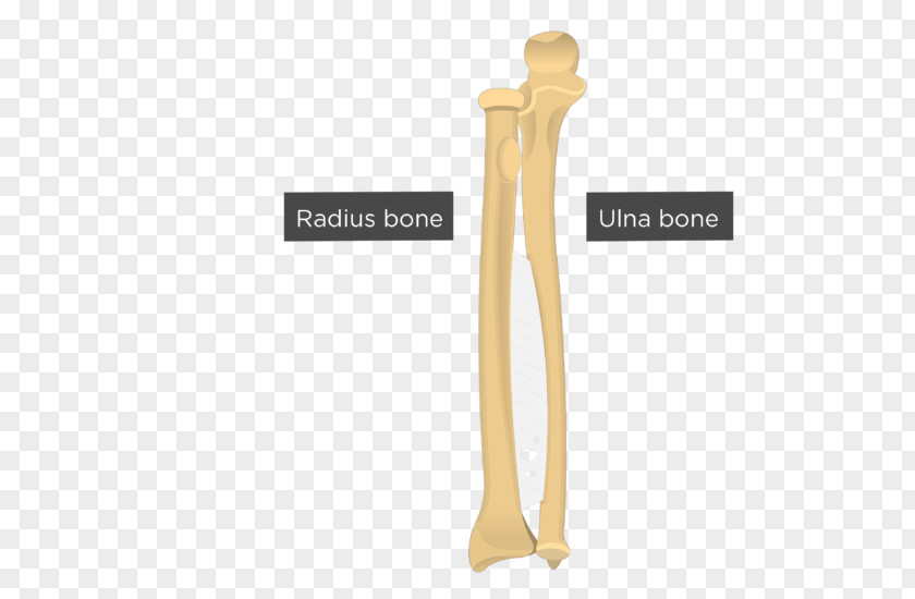 Bone Foot Anatomy Ulna Radius Forearm PNG