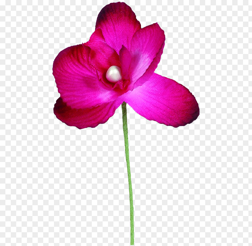 Flower Plant Stem Garden Roses Color Violet PNG