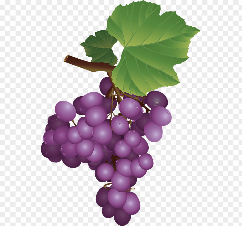 Grape Sultana Grapevines Zante Currant Seedless Fruit PNG