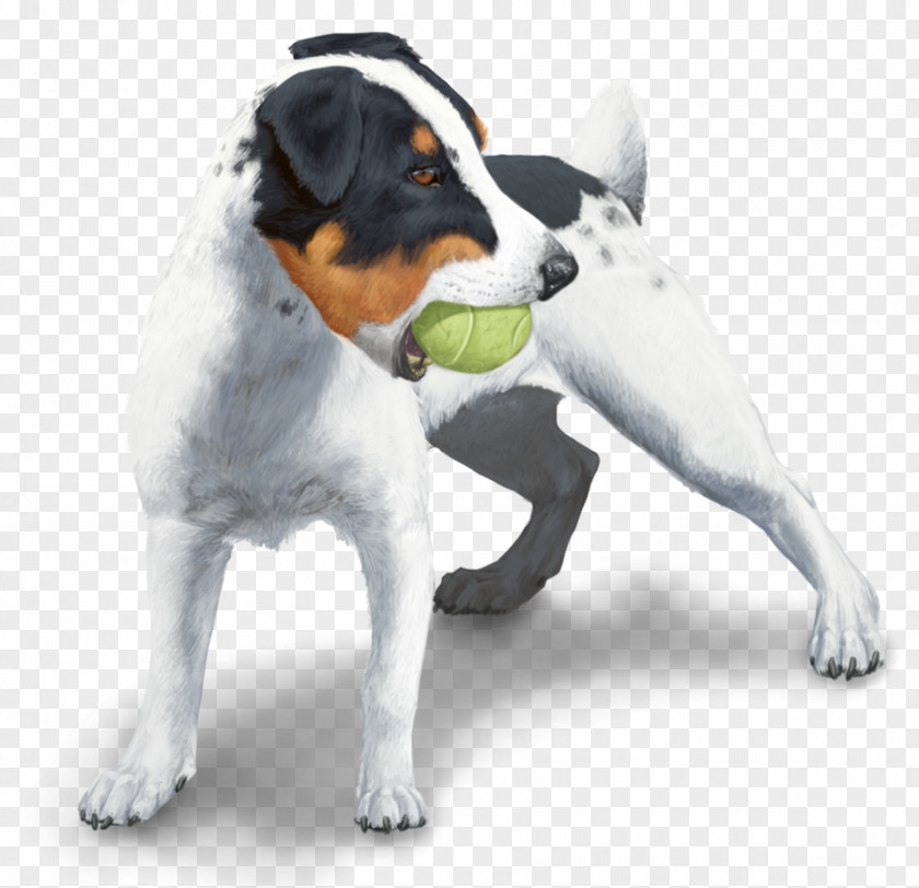 Jack Russel Dog Breed Russell Terrier Danish–Swedish Farmdog American Staffordshire Puppy PNG