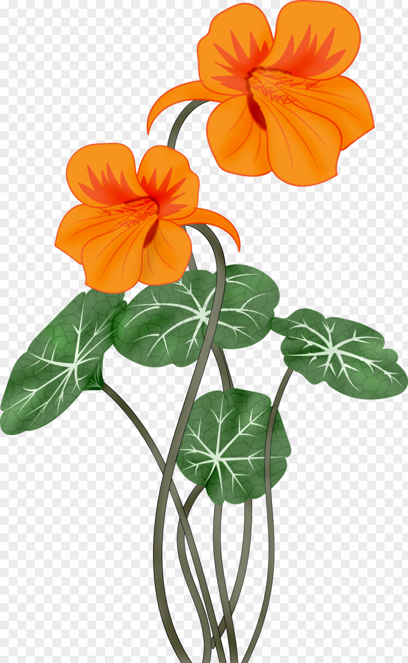 Lily Flower Clip Art PNG