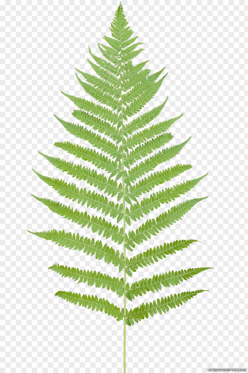 Tropical Ferns Leaf Fern Flower Plant PNG