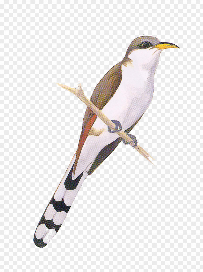 Bird Birds Of North America Yellow-billed Cuckoo Cuckoos National Audubon Society PNG