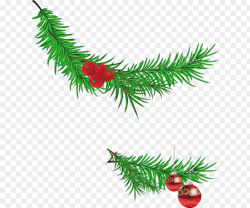 Conifer Fir Christmas Tree PNG