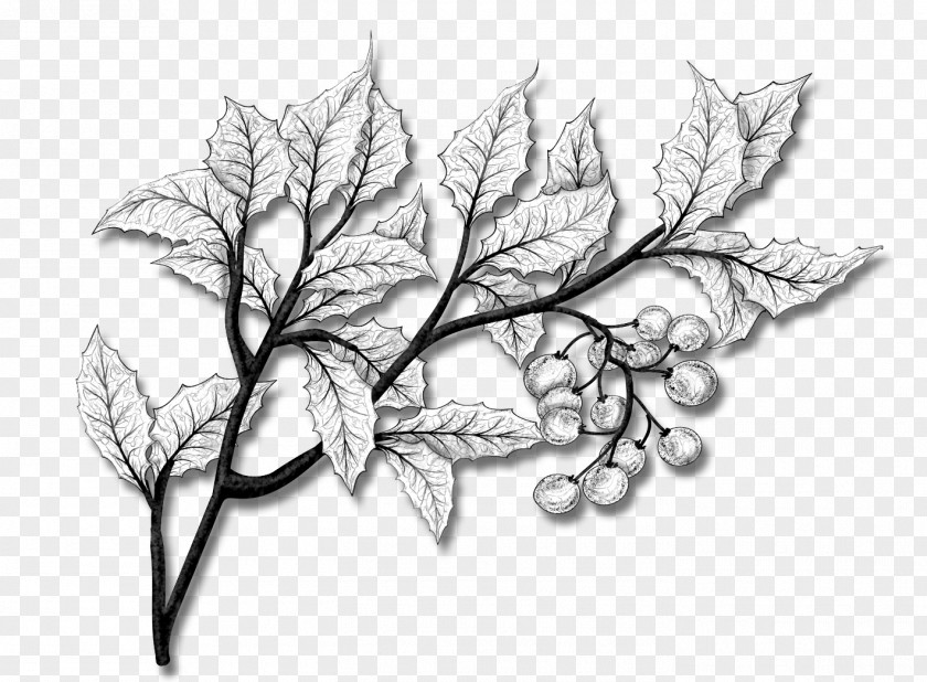 Perennial Plant Plane Family Tree Drawing PNG