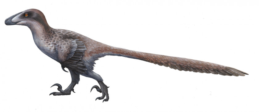 Pictures Of Dinosours Dakotaraptor Deinonychus Sinornithosaurus Dromaeosaurus Utahraptor PNG