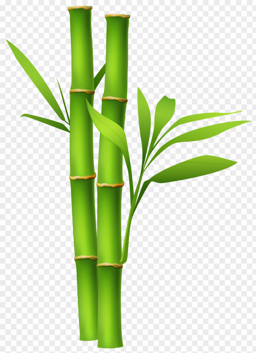 Zen Bamboo Clip Art PNG