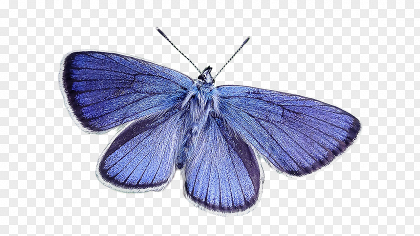 Blue Butterfly Stock Photography PNG
