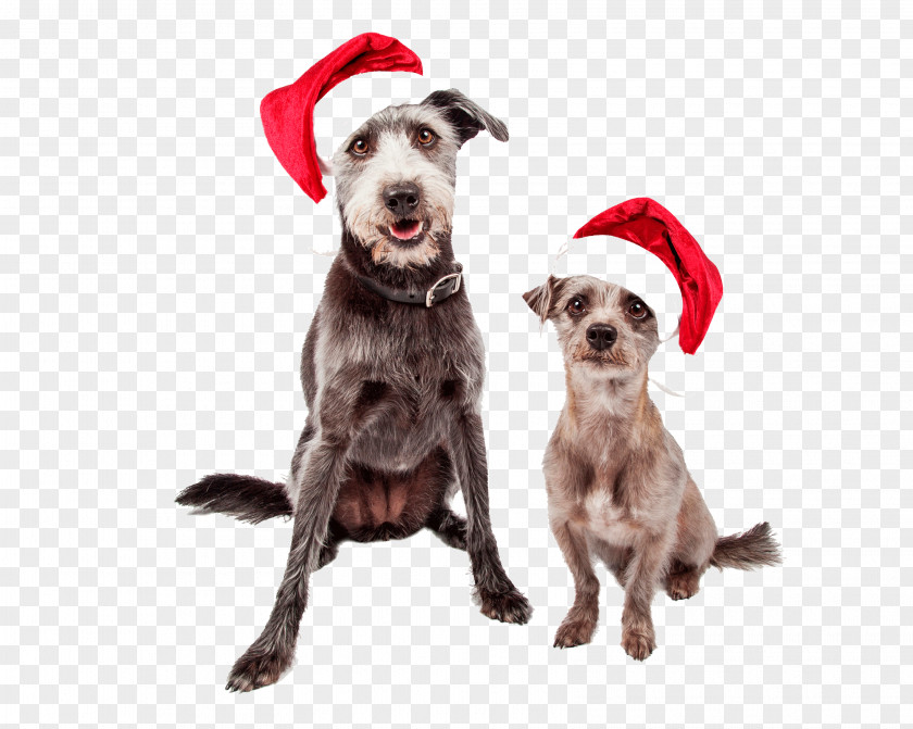 Christmas Dog Breed Puppy Pit Bull Santa Claus Stock Photography PNG