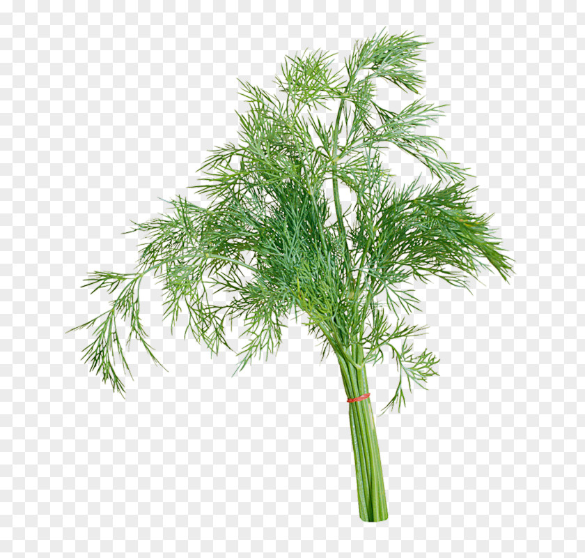 Dill Oil Parsley Sorrel Herb Clip Art PNG