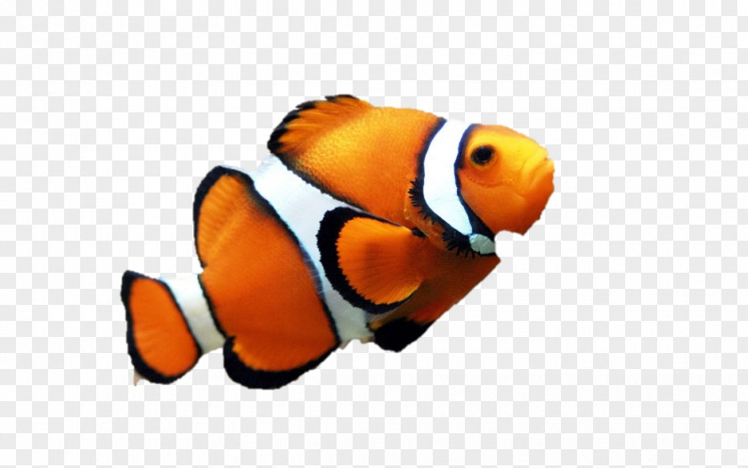 Fish Orange Clownfish Drawing Clip Art PNG