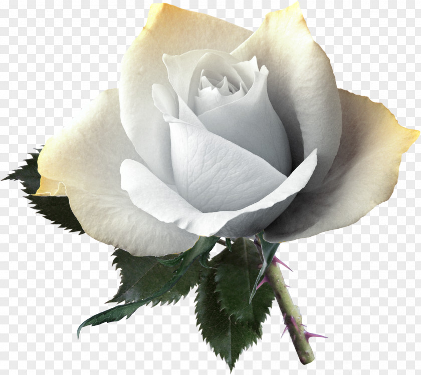 White Rose Pictures Flower Yellow Pink PNG