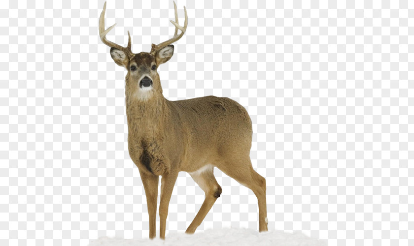 HERT White-tailed Deer Apple Creek Whitetails Mule Hunting PNG