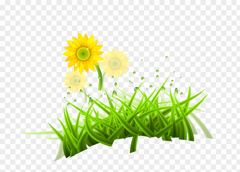 Sunflower Wallpaper PNG