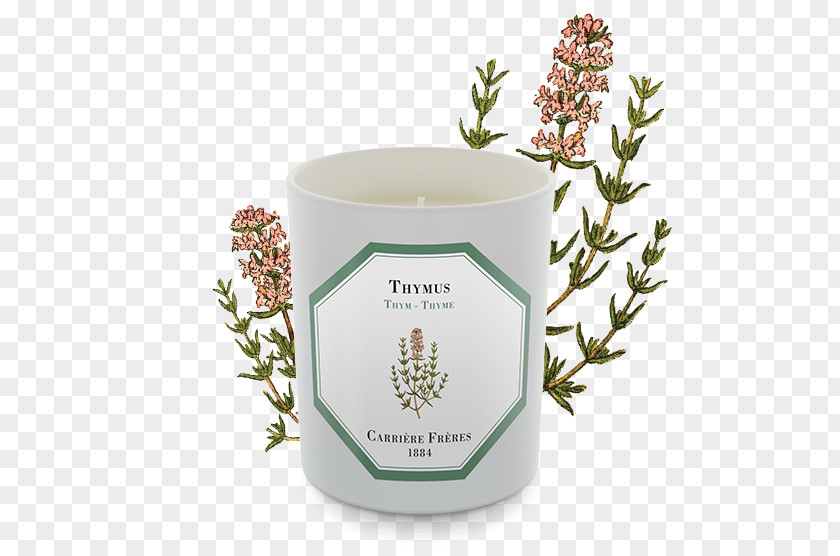 Tea Thyme Lamiaceae Herb Shrub PNG
