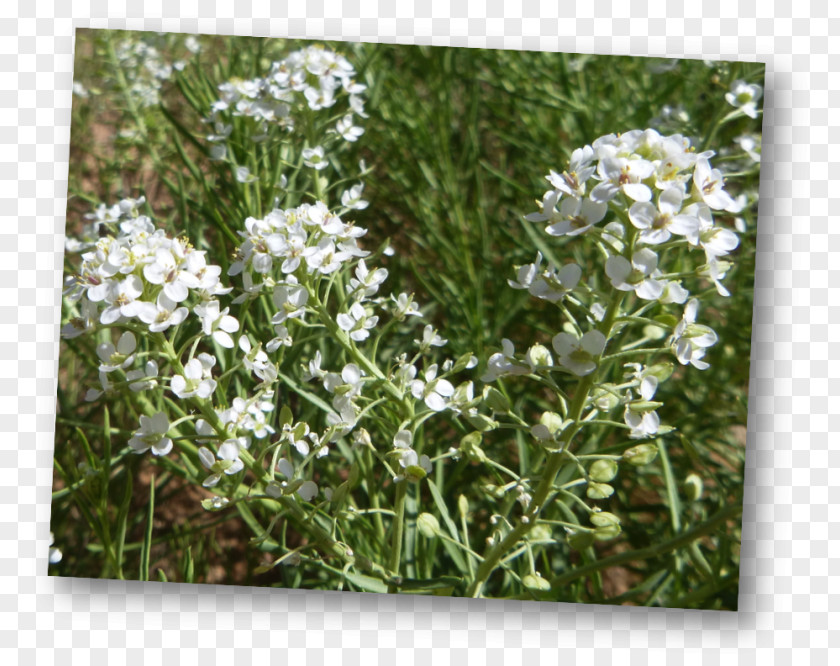 Alisons Lepidium Alyssoides Mesa Plant PNG