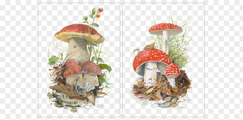 Creative Hand-painted Cartoon Mushrooms Boletus Edulis Koustrup & Co. Edible Mushroom Poster PNG