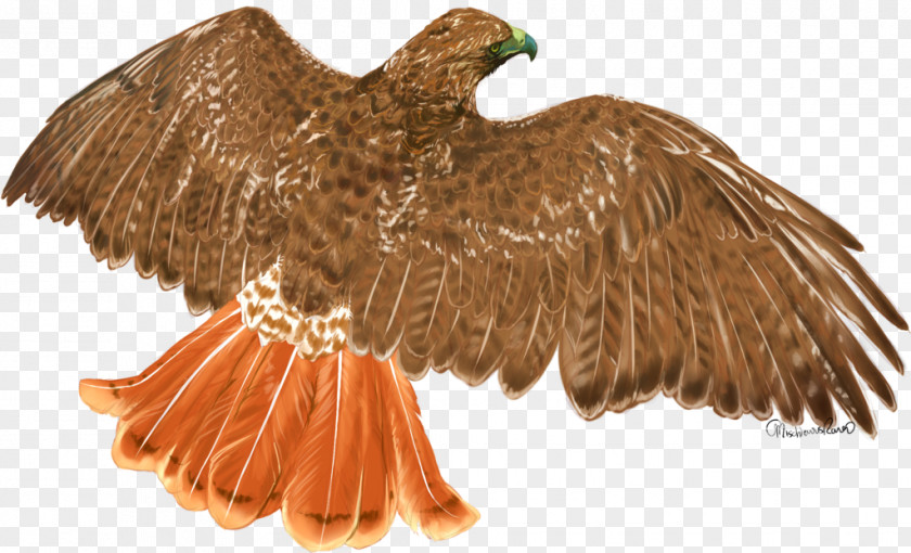 Eagle Red-tailed Hawk Bird PNG