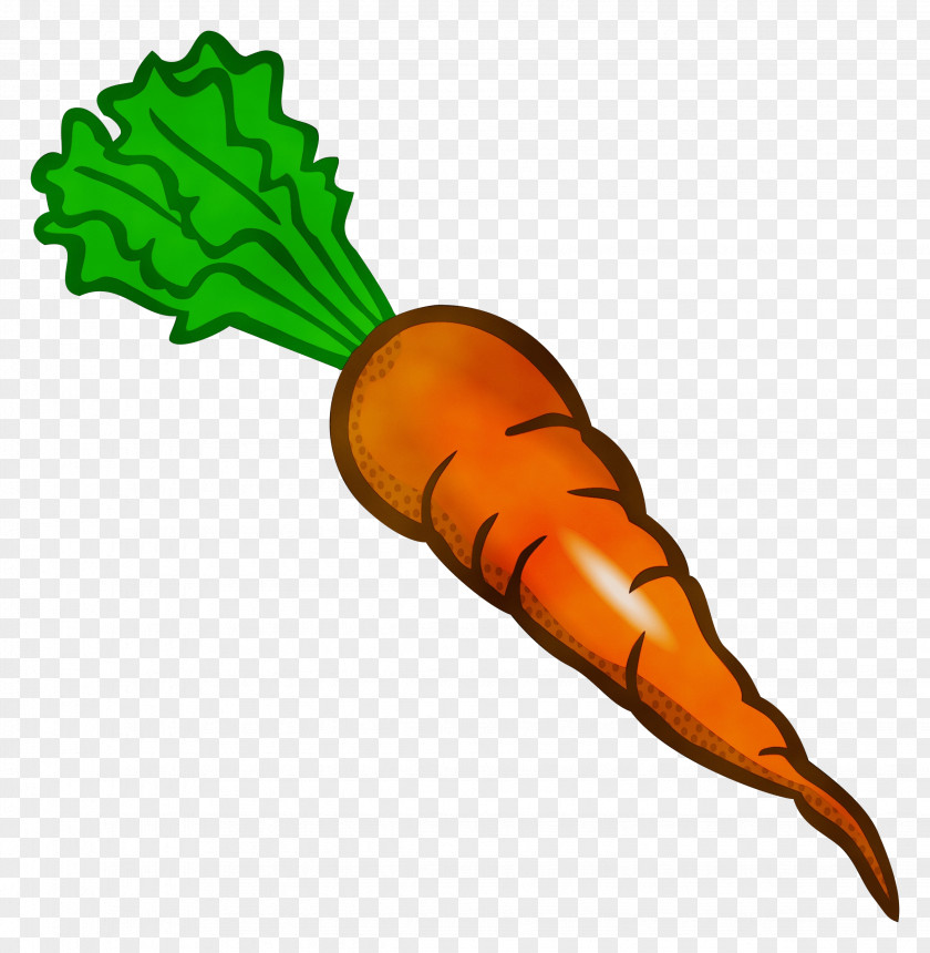Food Plant Carrot Root Vegetable Daikon Baby PNG