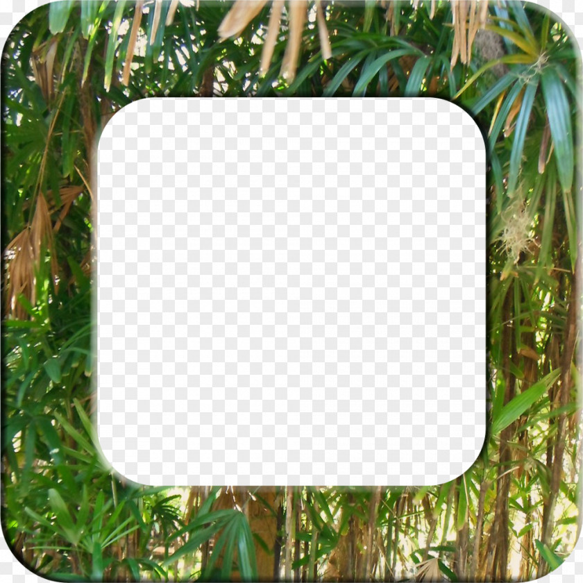 Hawaiian Picture Frames Borders And Clip Art PNG