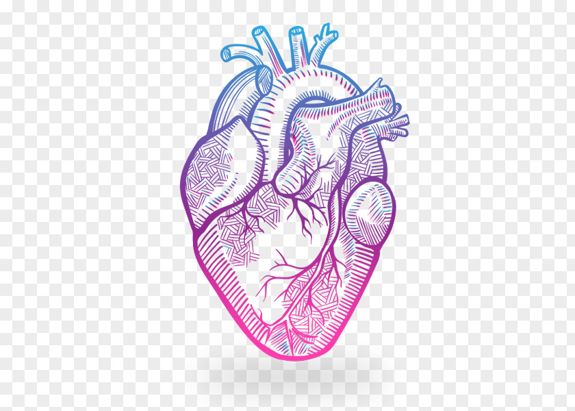 Heart Anatomy Drawing PNG
