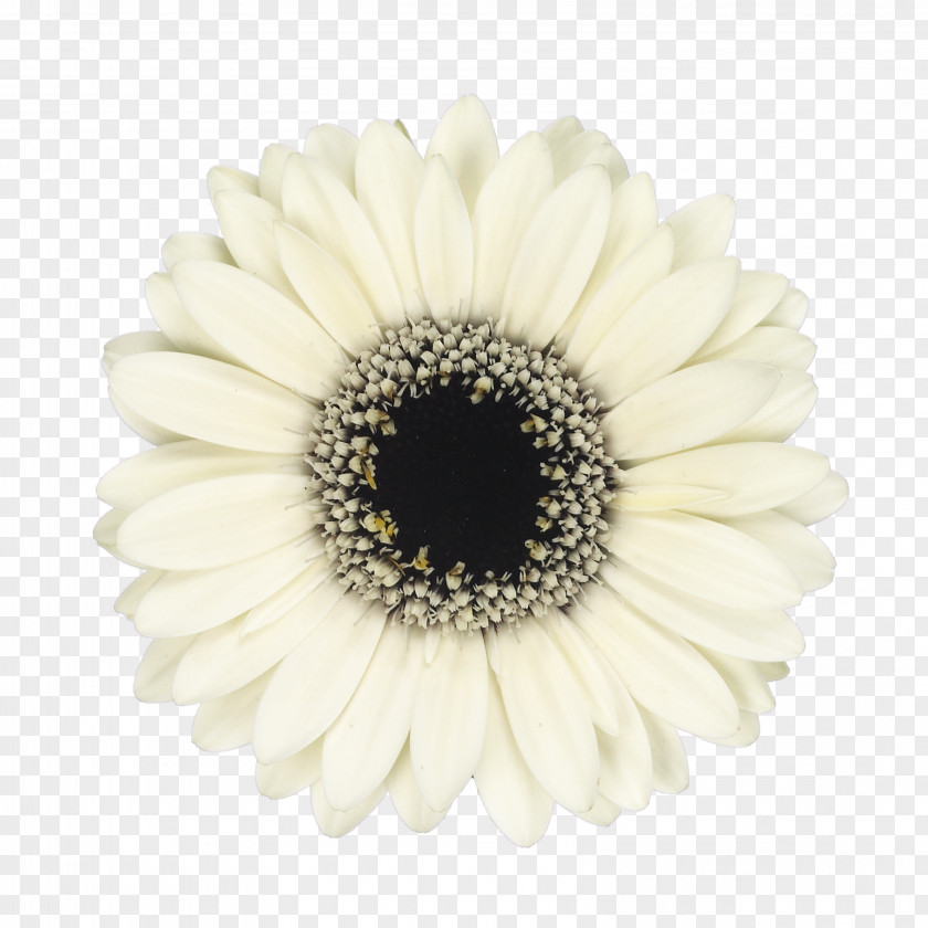 White Chocolate Common Daisy Mariano's Transvaal Cut Flowers PNG