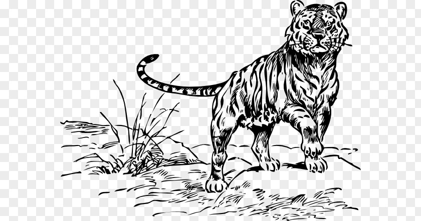 Zoo Playful Cat Coloring Book Lion Drawing Clip Art PNG
