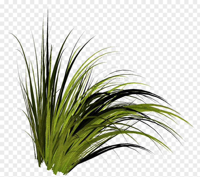 Chrysopogon Zizanioides Grass Herb PNG