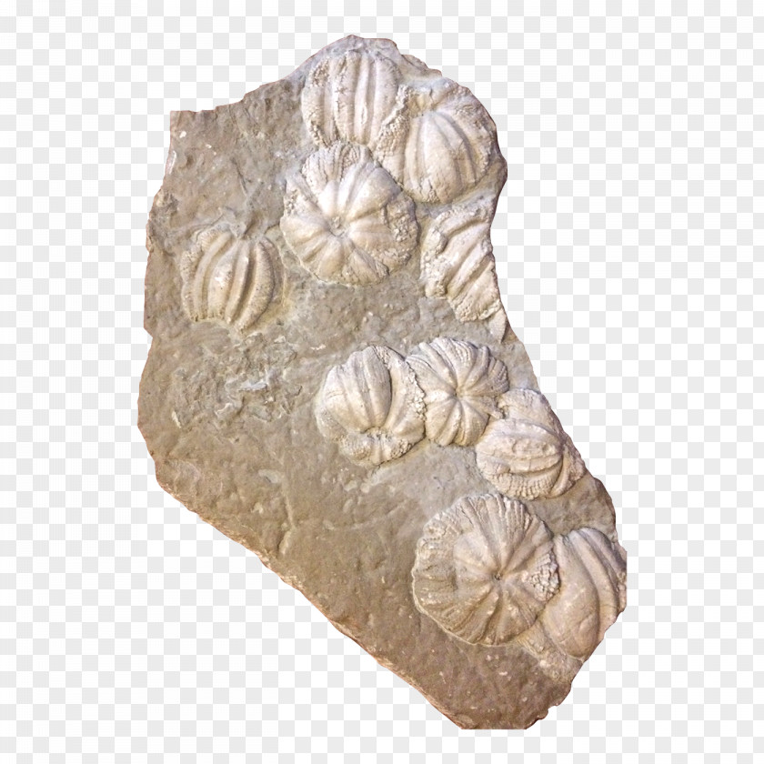 Jurassic Period Fossil Cnidaria Clypeus Plotii Geological PNG