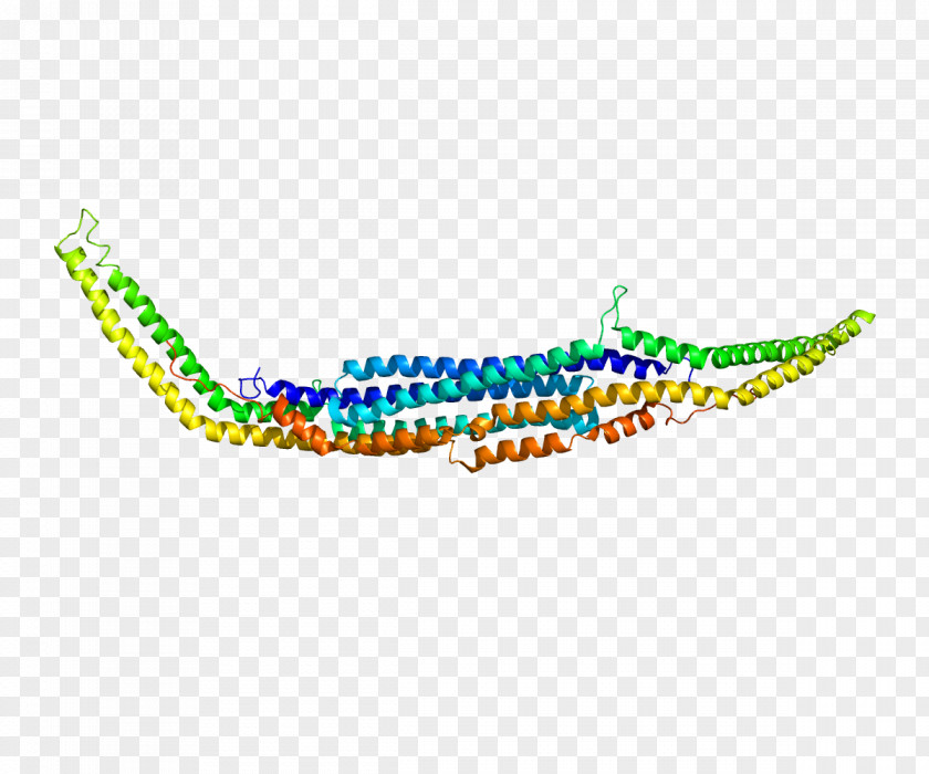 Neurons PACSIN1 PACSIN2 Protein Kinase Casein 2 PNG