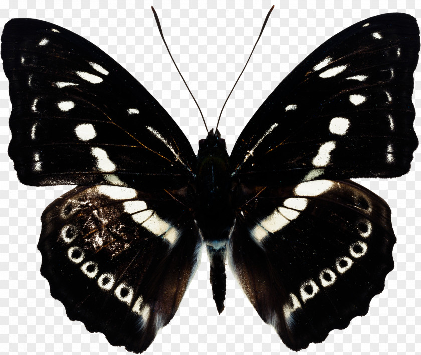 Papillon Butterfly Gaussian Blur PNG