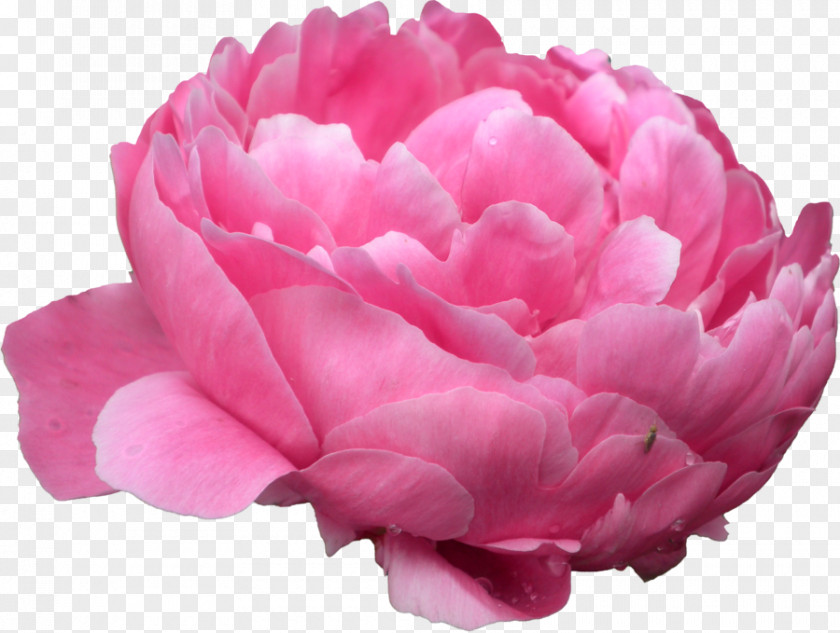 Peonies Photo Nancys Salon Peony Clip Art PNG