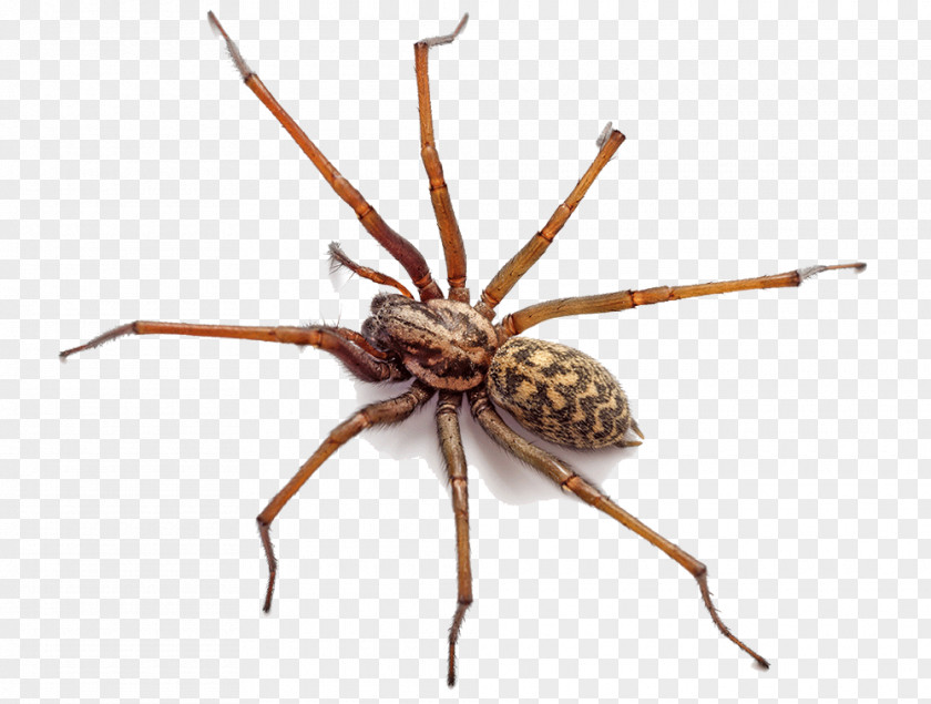 Spider Do You Know Spiders? Pest Control Mouse PNG